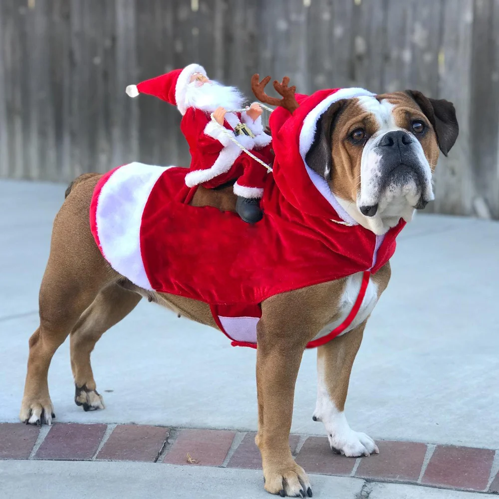 Big Dog Christmas Outfits - Image 4