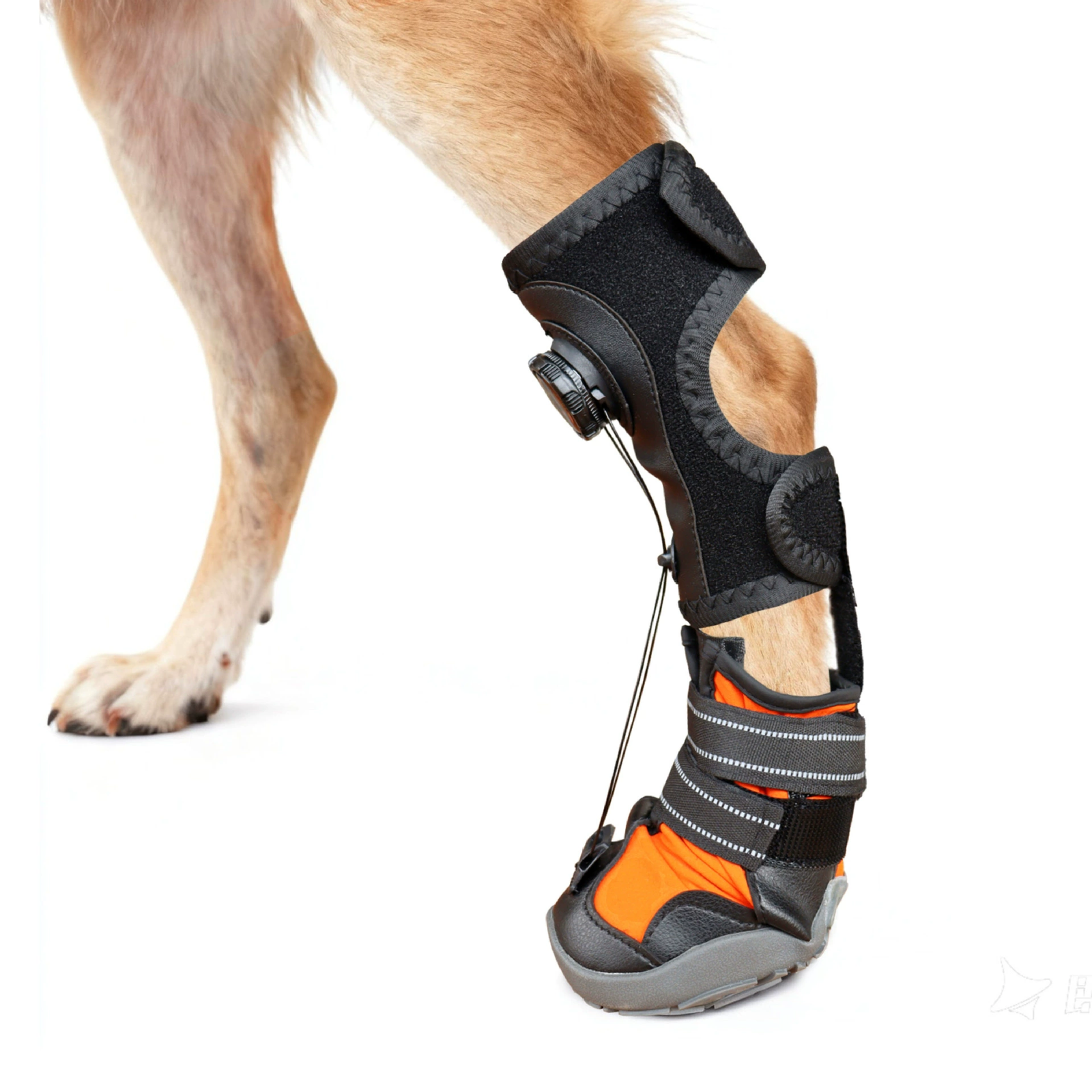 Dog Knuckling Brace