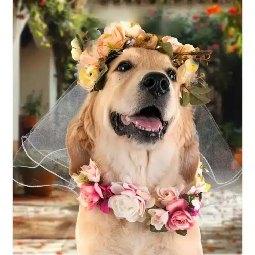 Lace-Trimmed Dog Wedding Veil for Wholesale