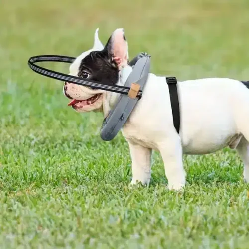 OEM Wholesale Anti-Collision Dog Harness for Blind Dogs – Detachable Shield