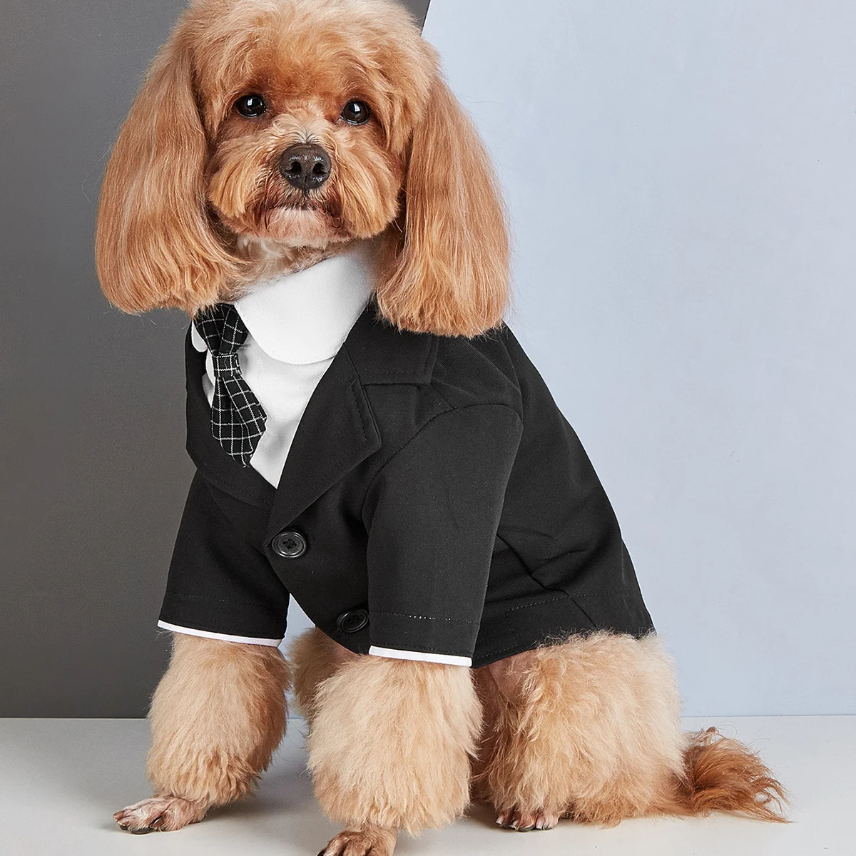Small Dog Tuxedo