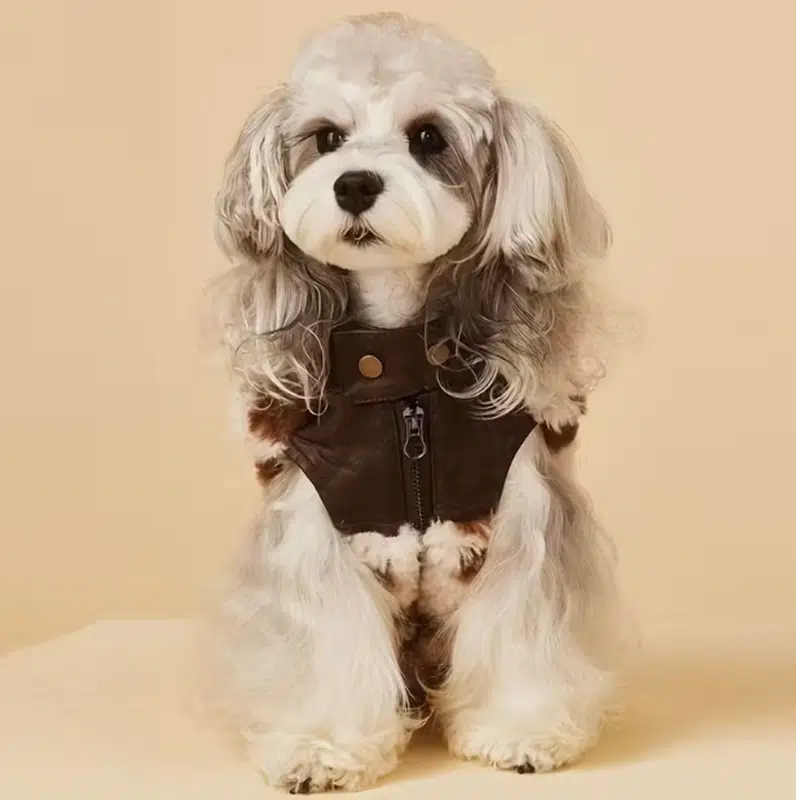 Dog jackets for winter