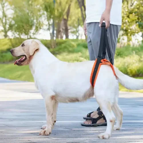 Wholesale OEM Adjustable Dog Hind Leg Lift Harness Sling Support Orange