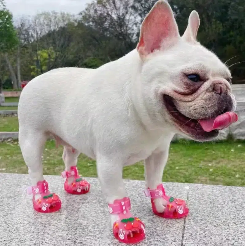 Dog Sandals
