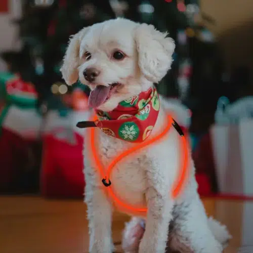 Wholesale Rechargeable LED Dog Harness - Double Glow Fiber Night Safety