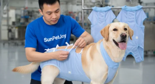 Recovery Shirt For Dogs
