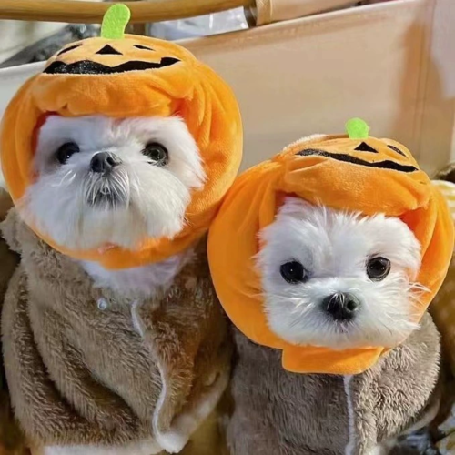 Adjustable Dog Pumpkin Hat for Wholesale