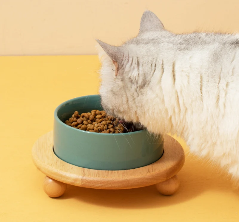 Best Cat Bowls