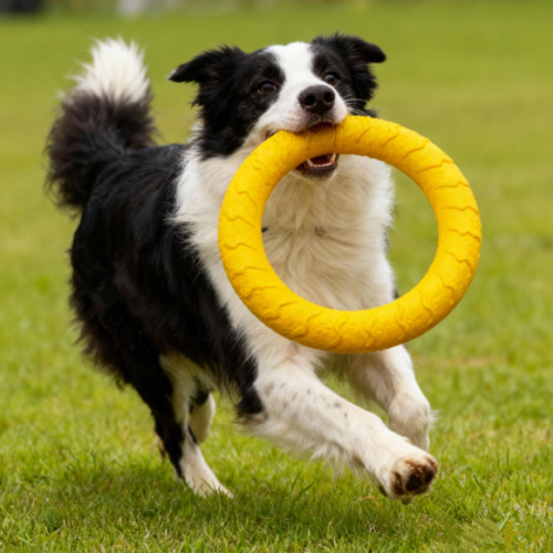 Dog Frisbee