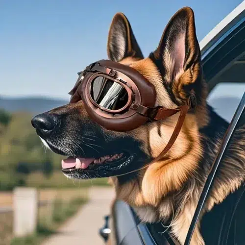 Dog Pilot Goggles