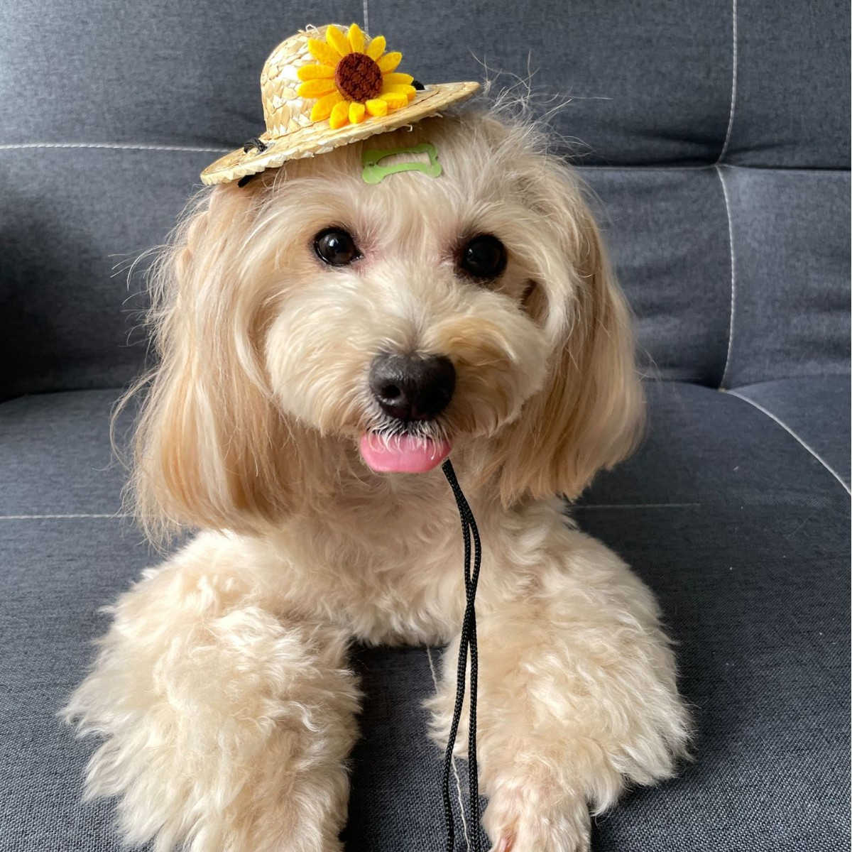 Dog Sun Hat with Breathable Woven Design for Wholesale