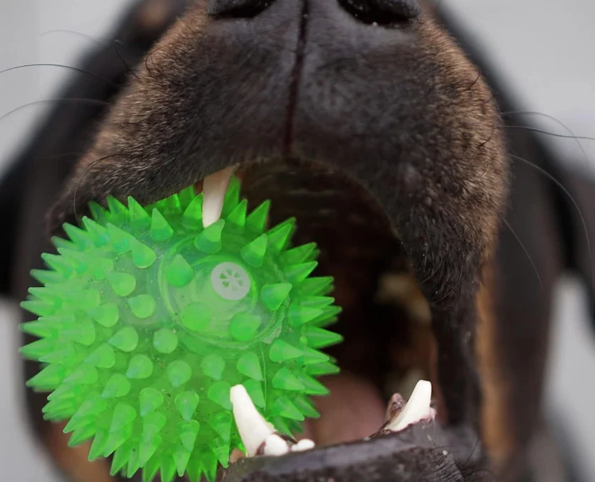 Durable Chew Toys For Dogs - Image 5