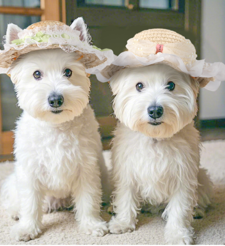Floral Print Dog Beach Hat for Wholesale