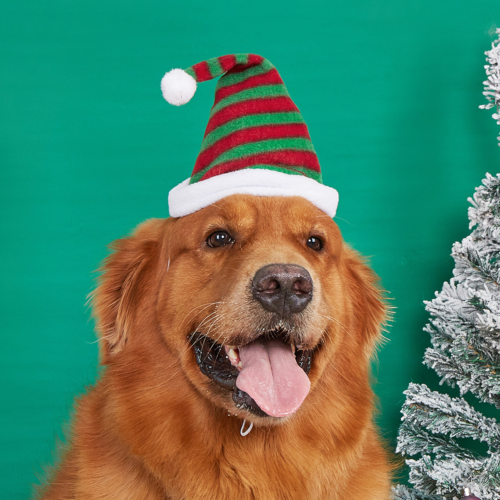 Knitted Striped Dog Wearing Santa Hat for Wholesale