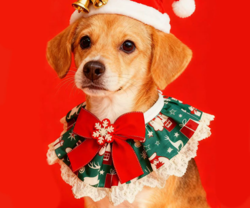 Lace Trim Dog Scarf Collar for Wholesale