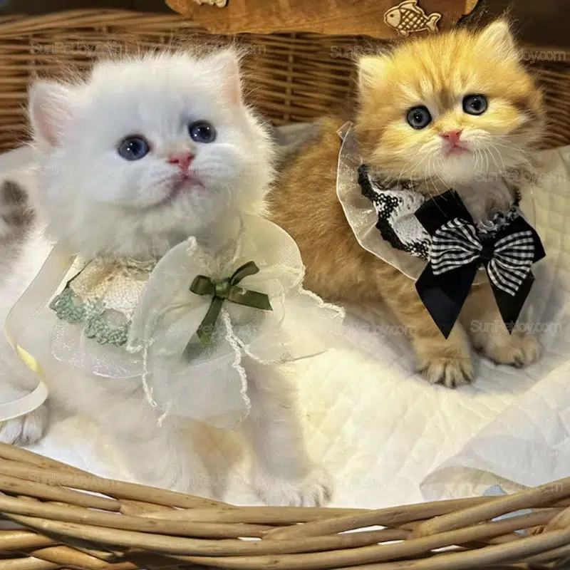 OEM Layered Lace Bow Pet Collar with Tie-Back Design