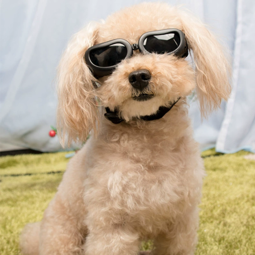 Plastic Frame Dog Sunglasses for Wholesale