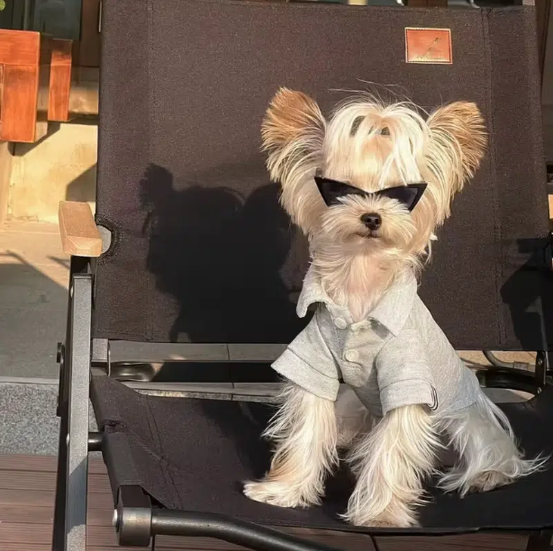Plastic Frame Dog Sunglasses for Wholesale