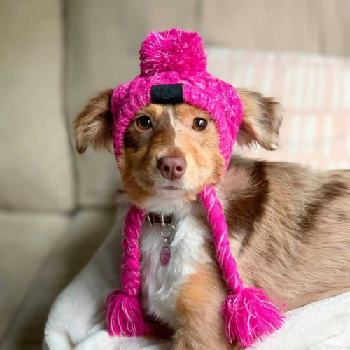 Ribbed Knit Dog Hat for Wholesale