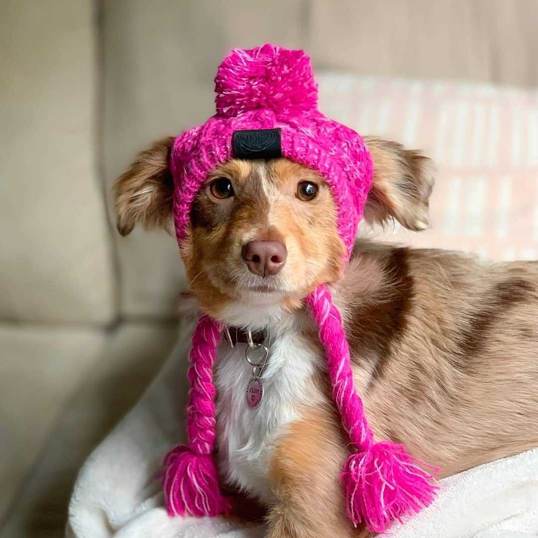 Ribbed Knit Dog Hat for Wholesale