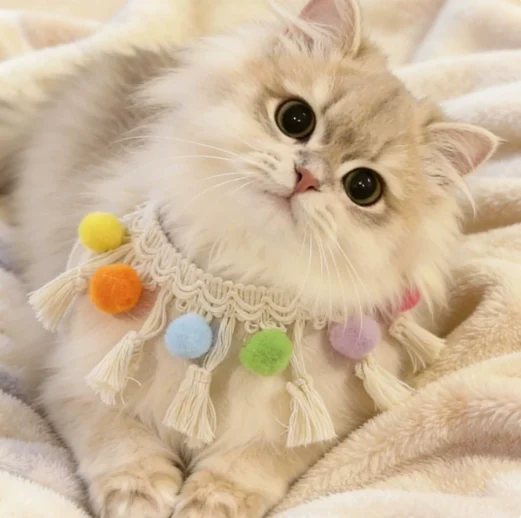 Comfortable Cat Collar