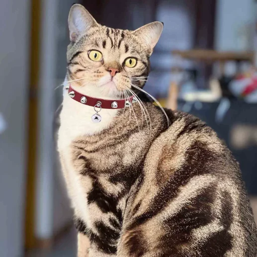 Spiked Cat Collar