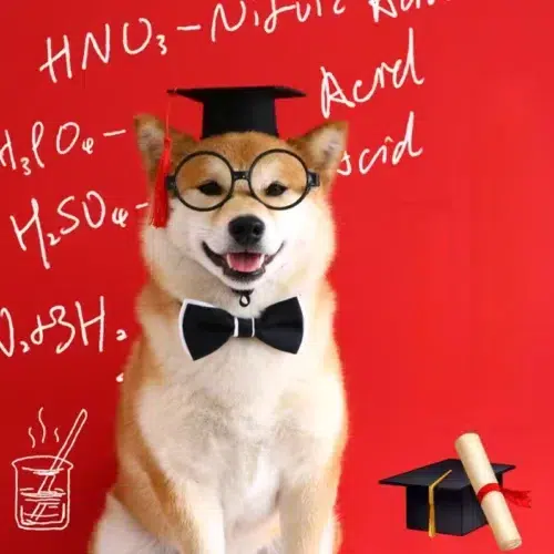 Wholesale Adjustable Dog Graduation Outfit Pieces