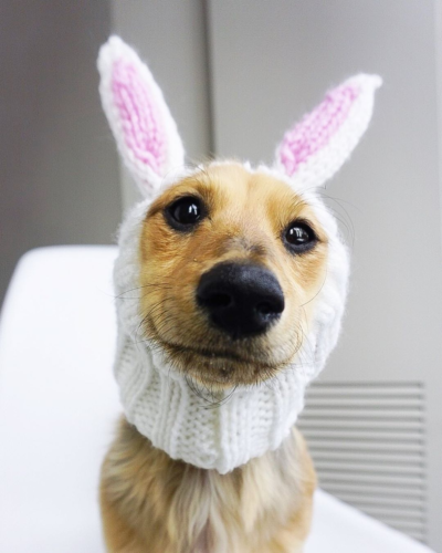 Wholesale Dog Winter Hat in Acrylic Knit