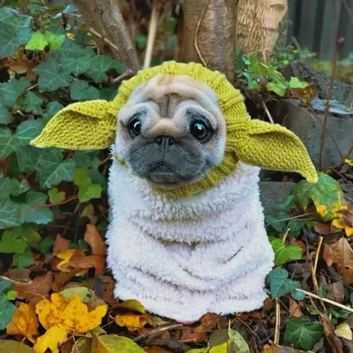 Wholesale Knitted Green Elf Pet Hat for Cold Weather Protection