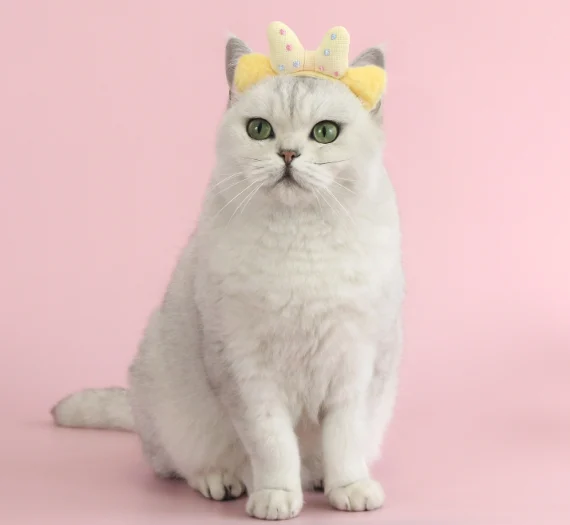cat hair pin