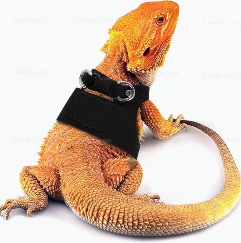 Wholesale Bearded Dragon Adjustable Harness Sets - Image 6