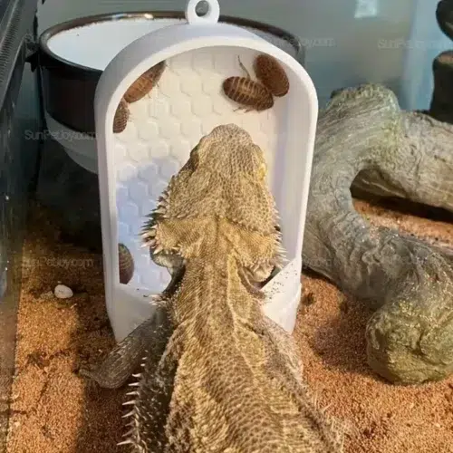 Wholesale Hanging Feeding Dish for Lizards with Insect Control Design