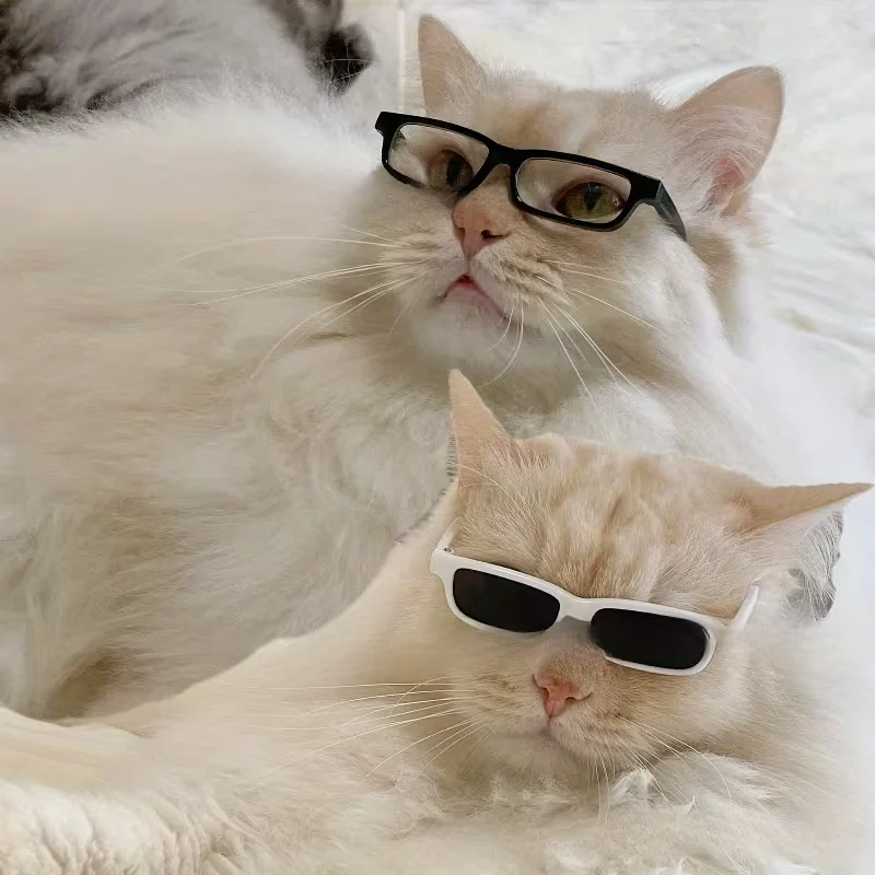 Cat In Sunglasses