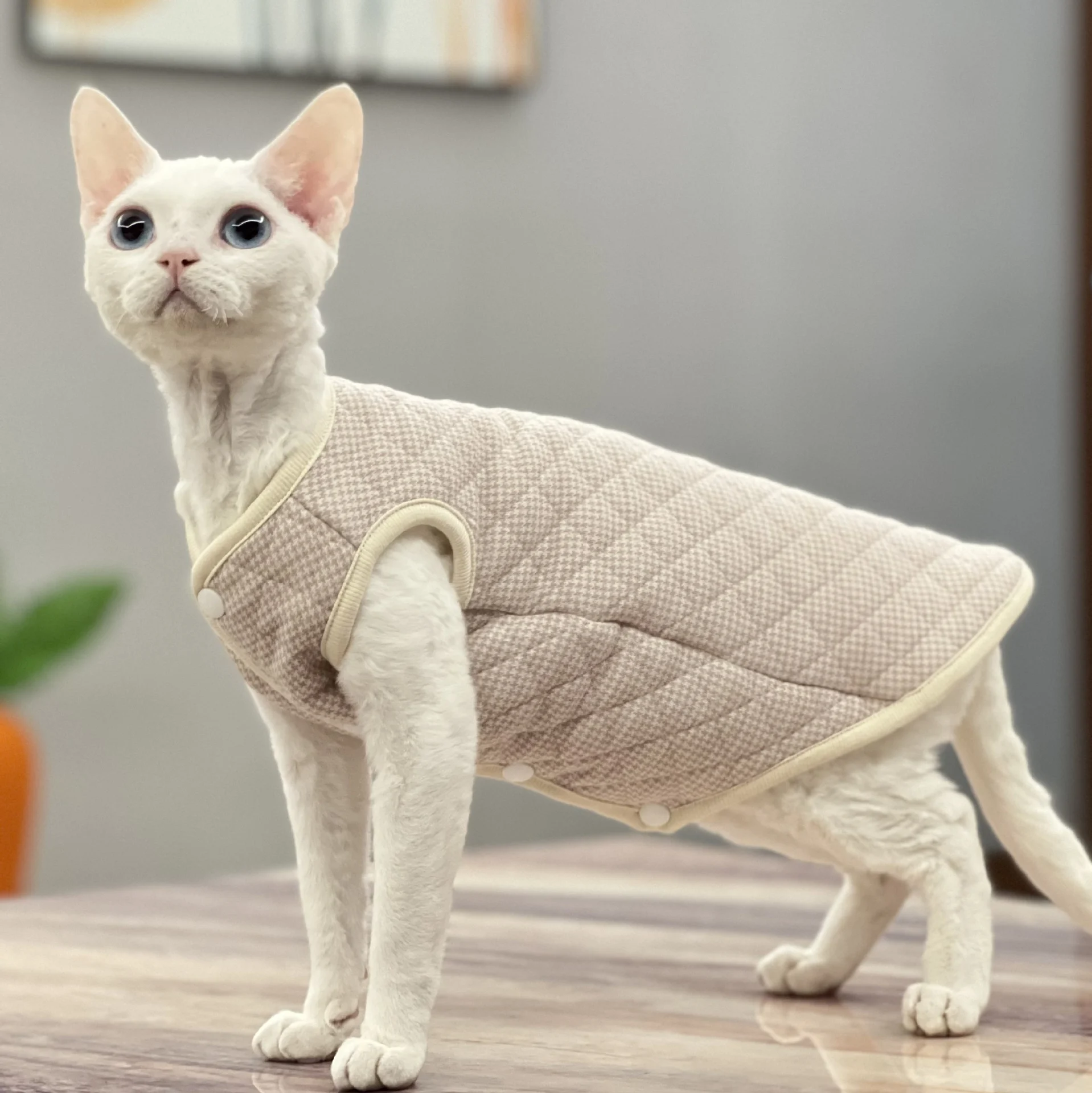 Cat Jackets For Cats