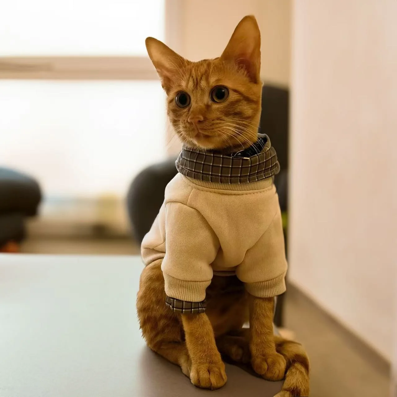 Custom Cat Sweatshirt