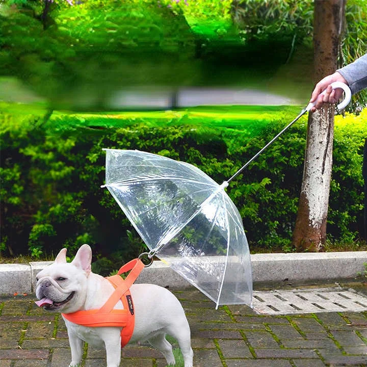 Small Dog Rain Gear