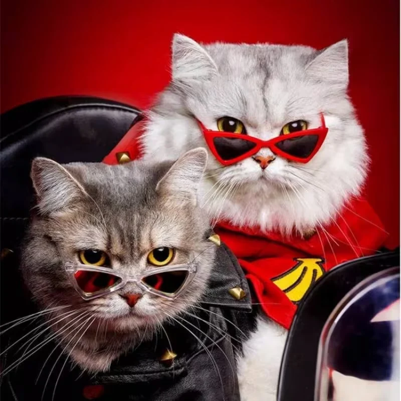 Sunglasses Cool Cat