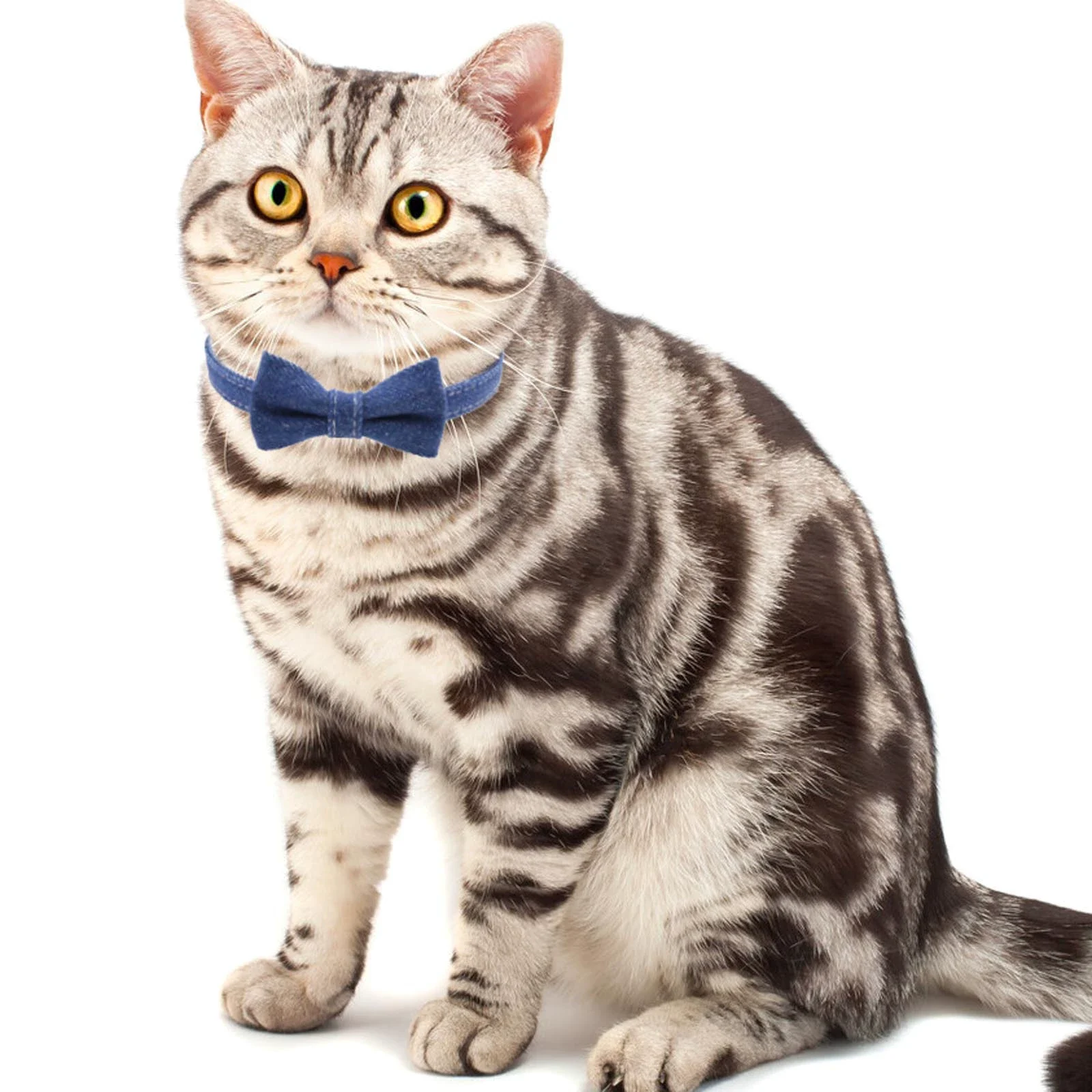 cat bow tie collar