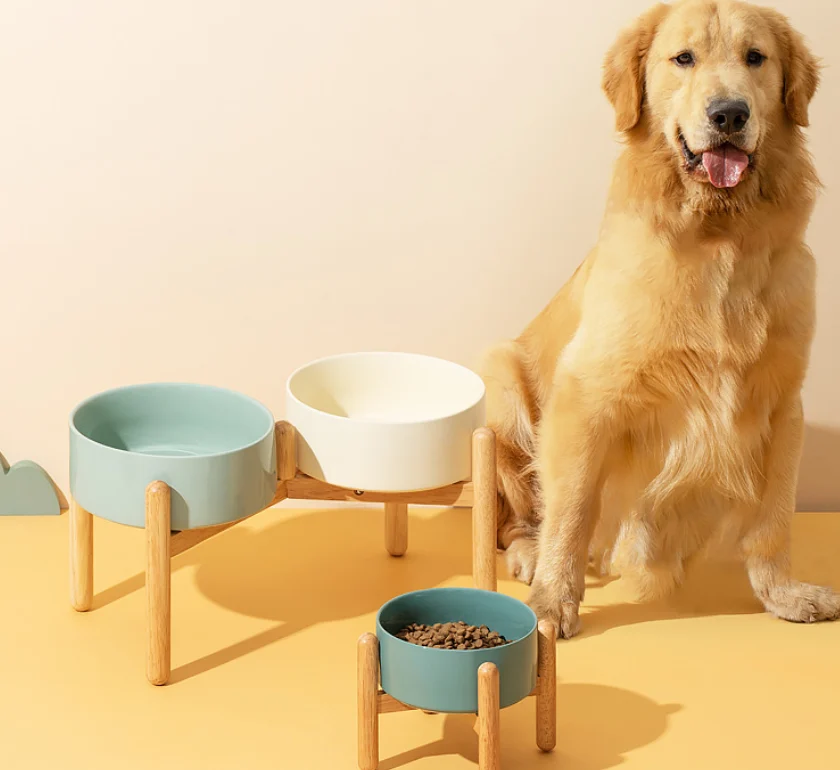ceramic dog bowl