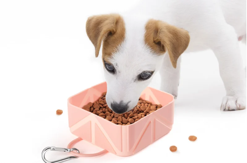 collapsible dog bowl