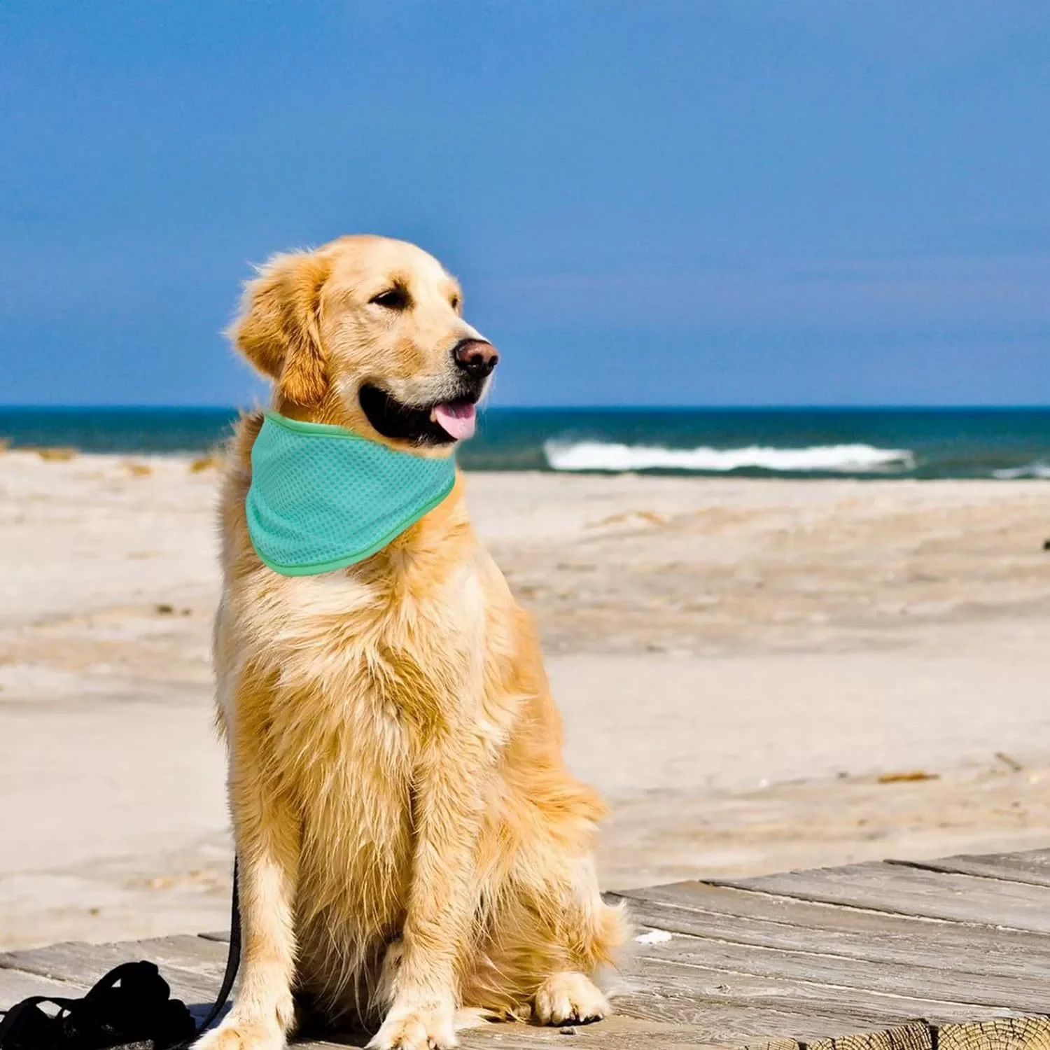 cooling scarf dog