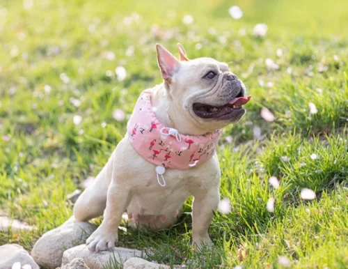 dog cooling bandana