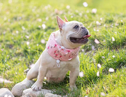 dog cooling bandana