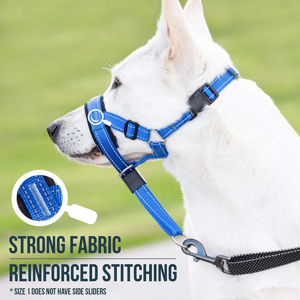 dog leash and muzzle