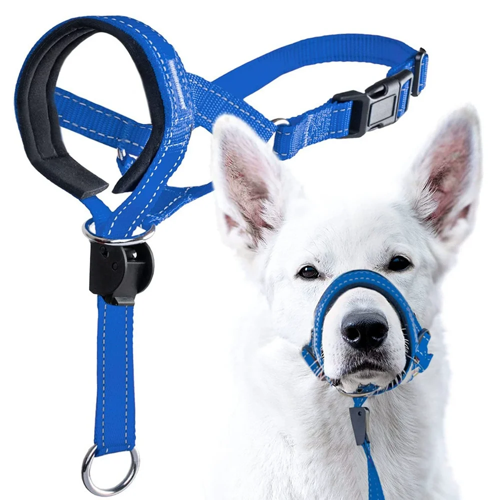 dog leash and muzzle