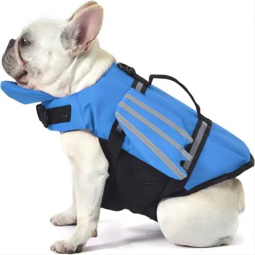 Dog in Life Vest