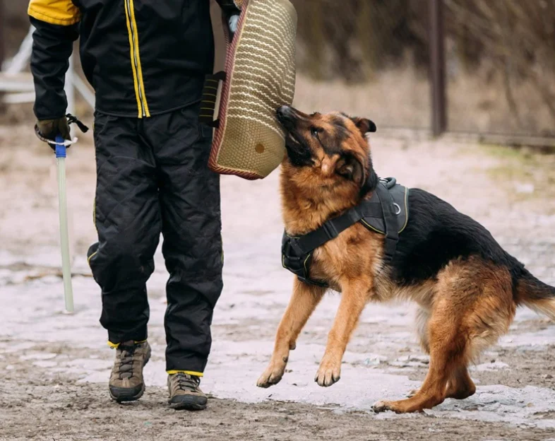 dog training sleeve