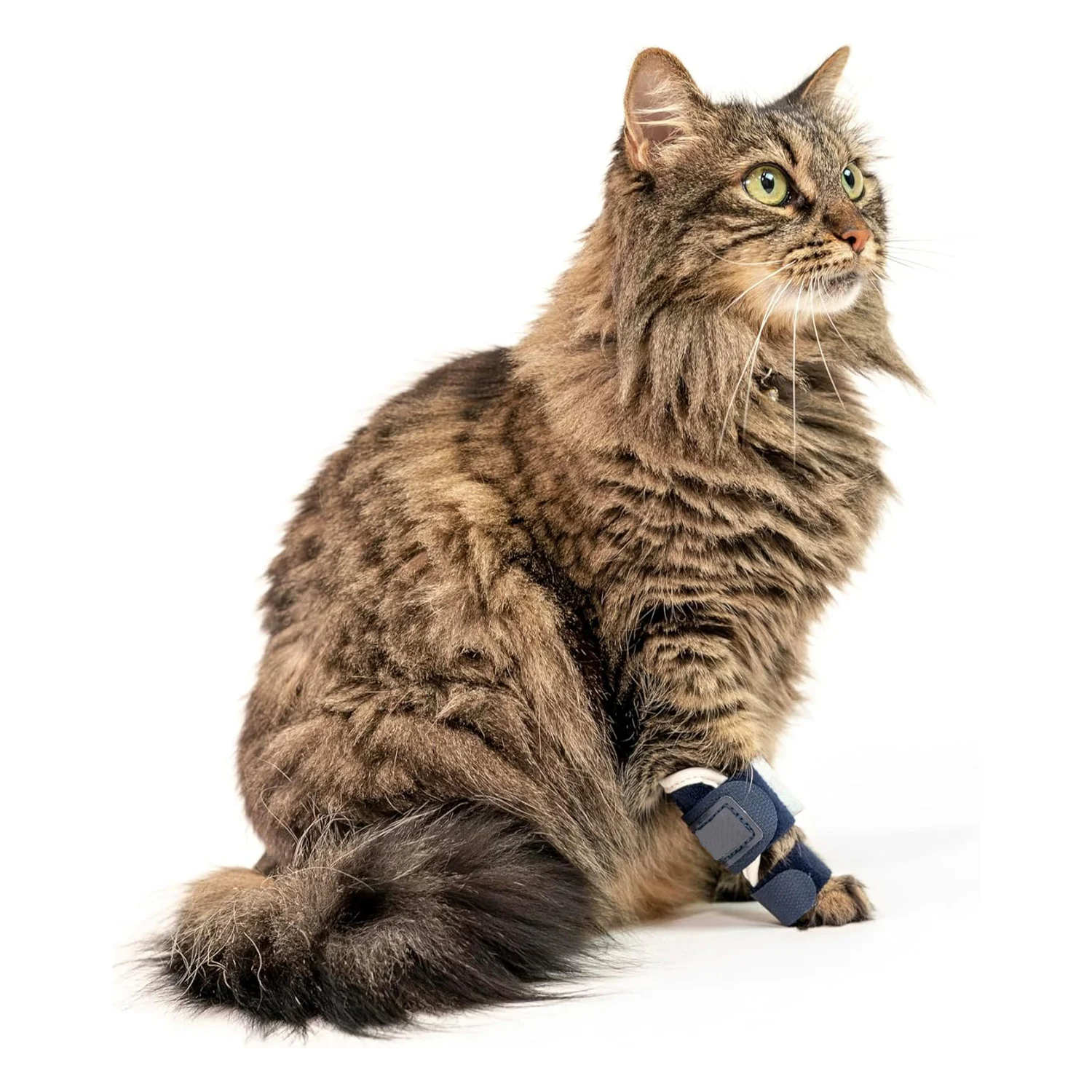 Leg Brace For Cats