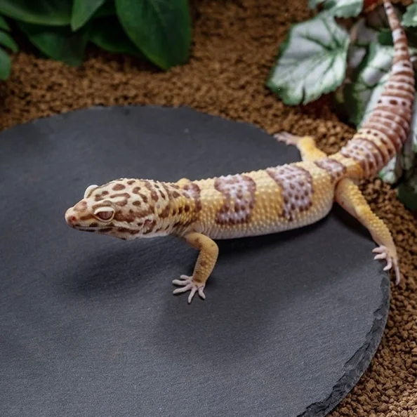 Reptile Basking Rock