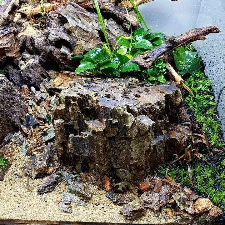 Reptile Driftwood